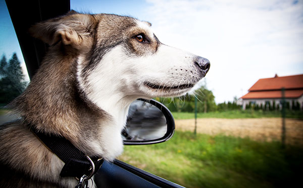 Dog looking out window on road trip