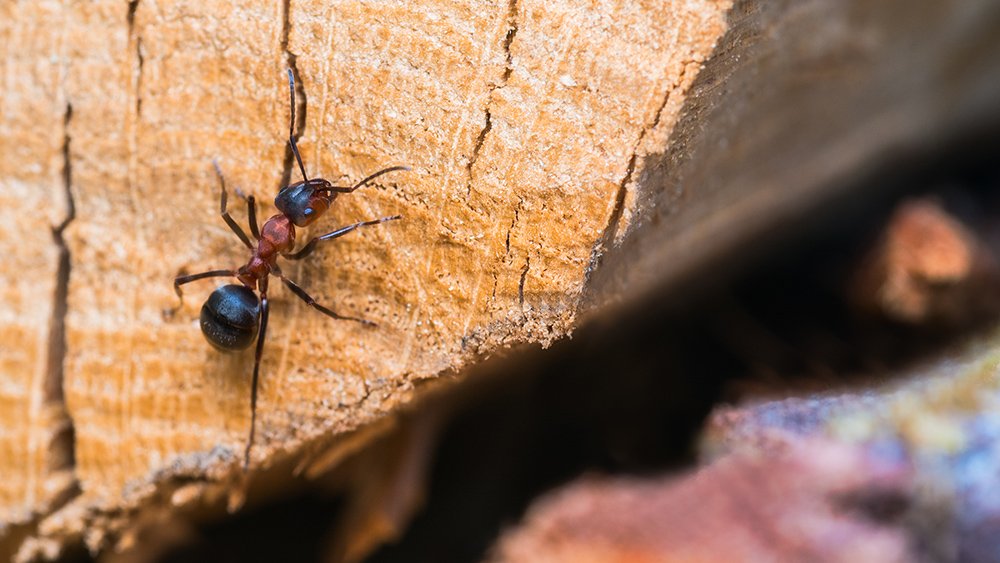 Woodchewing bugs and fumigation PEMCO