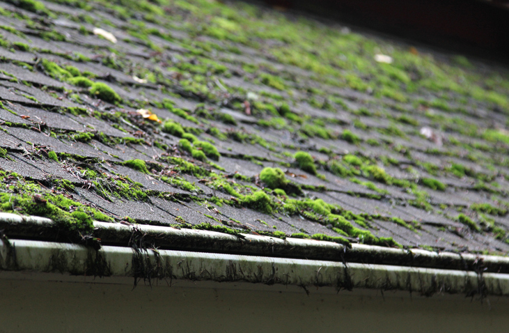 Defend your roof against moss