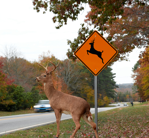 It's deer-collision season in the Northwest