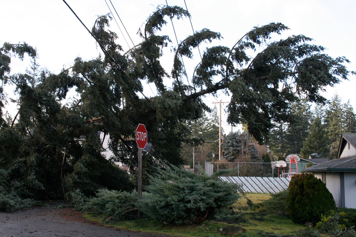 tree fallen on power lines after windstorm
