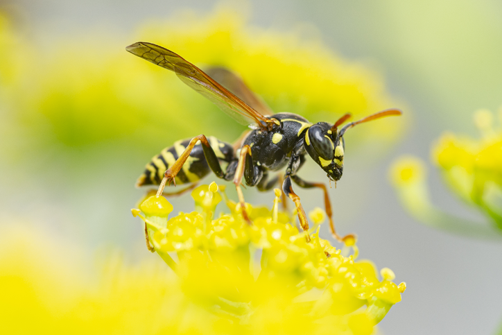 Late summer is peak wasp sting season | PEMCO