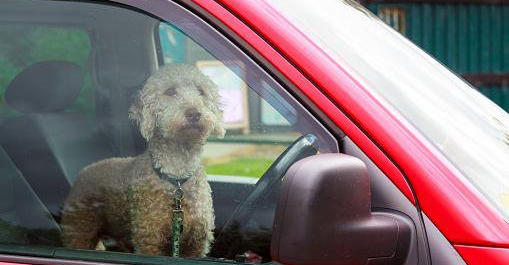 dog-in-hot-car-(1).jpg