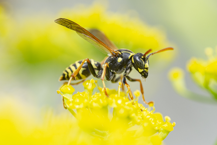 It’s yellow jacket and wasp-sting season – tips to stay safe