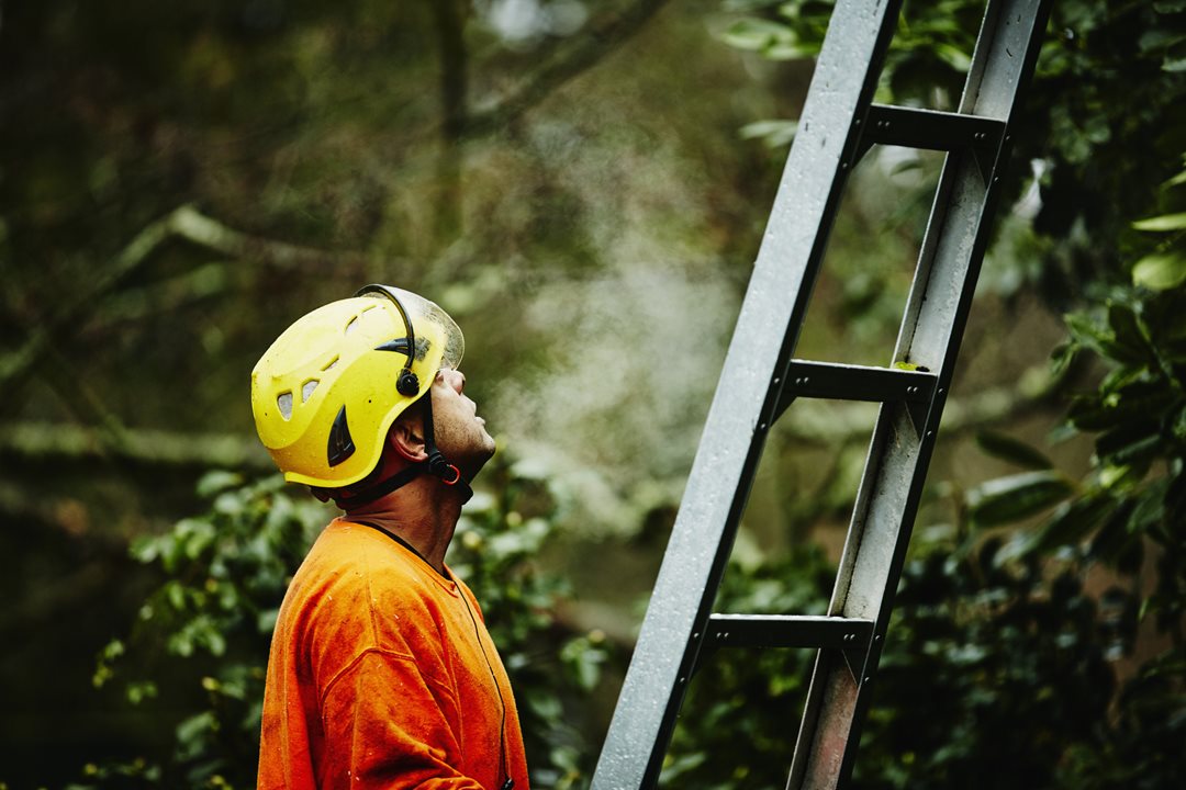 Tree maintenance to prevent home damage 