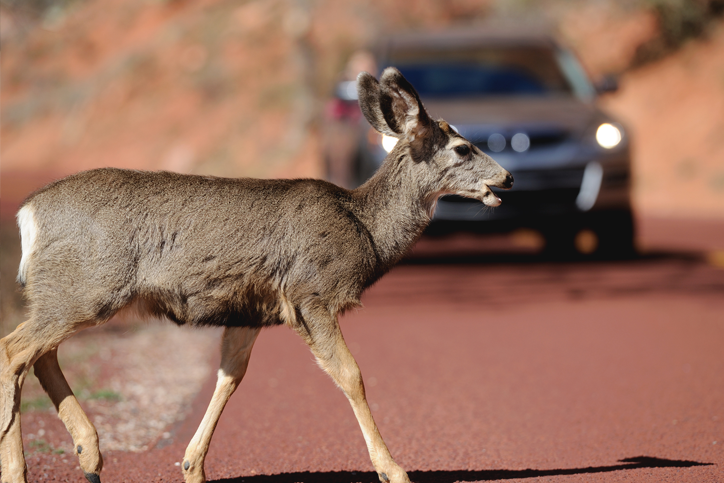 Everything you need to know about deer collisions