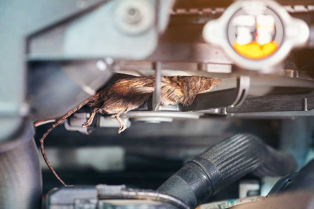 Keep rodents out of your stored vehicle 
