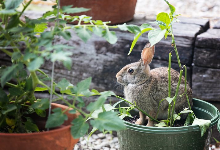 How to keep wildlife from eating your garden 