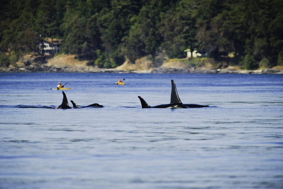 PNW summer road trip ideas | PEMCO