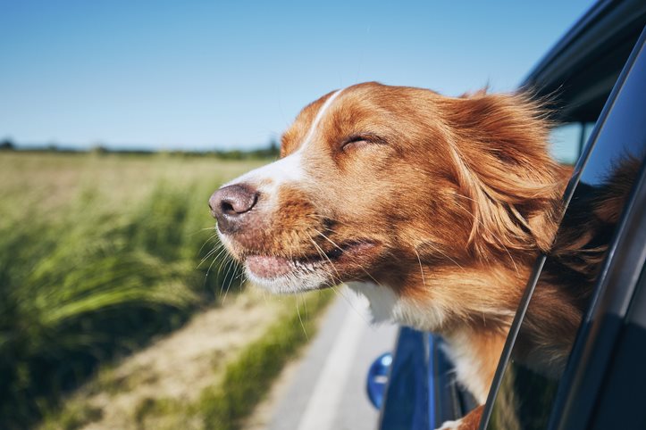 Traveling with your pet – 12 tips for a safe, enjoyable trip