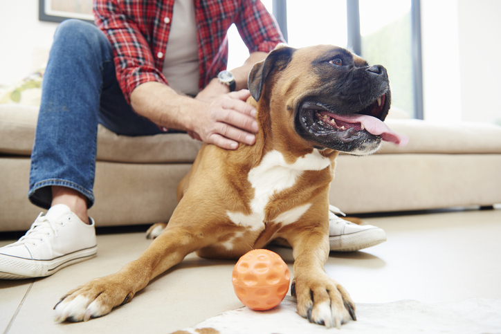  Pet friendly remodeling options